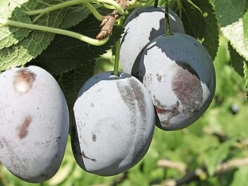 Die Zwetschgensaison hat begonnen. Foto: Thomas Riehl
