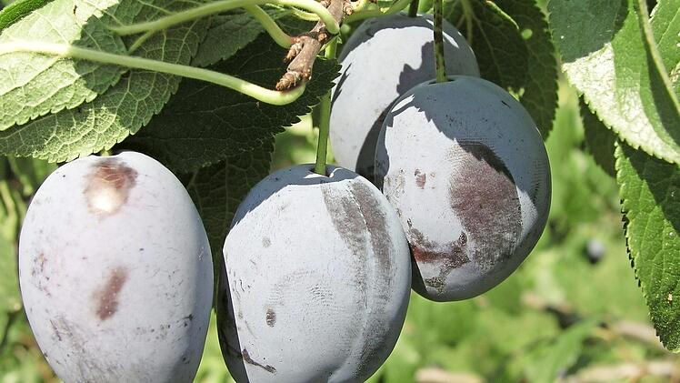 Die Zwetschgensaison hat begonnen. Foto: Thomas Riehl