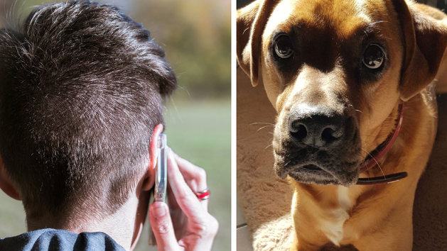 Tierheim Coburg: Notdienst erh&auml;lt "w&uuml;ste Beschimpfungen" am Telefon - Tierheim ist entsetzt