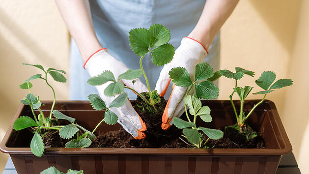 Balkon, Erdbeeren, Garten, Pflanzen