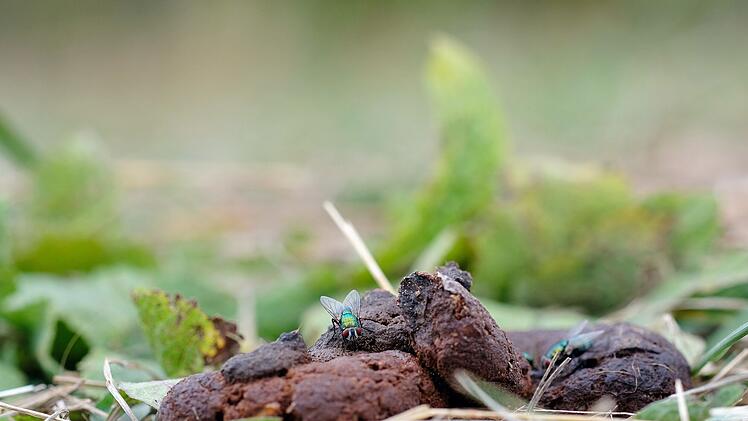 In K&uuml;ps wurde ein Auto mit Kot beschmiert.