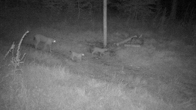 Waldkamera h&auml;lt Luchs-Nachwuchs fest