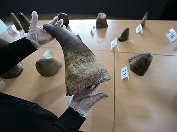 Singapur stoppt bisher größten Schmuggel mit Nashorn-Horn