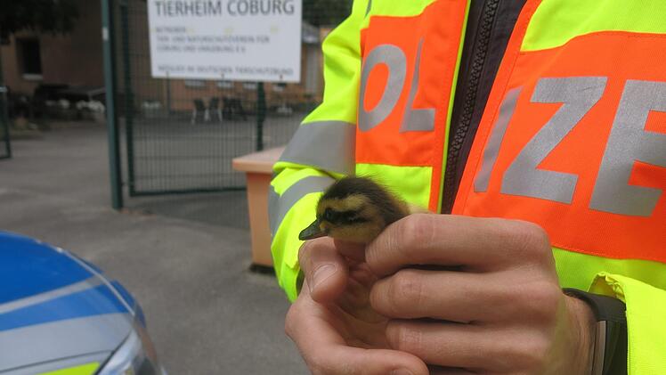 Am Mittwochnachmittag r&uuml;ckten Polizisten zu einem ungew&ouml;hnlichen Einsatz in Coburg aus. Sechs Entenk&uuml;ken wollten die vielbefahrene B4 &uuml;berqueren. Die Polizei konnte drei K&uuml;ken retten. Foto: Polizei