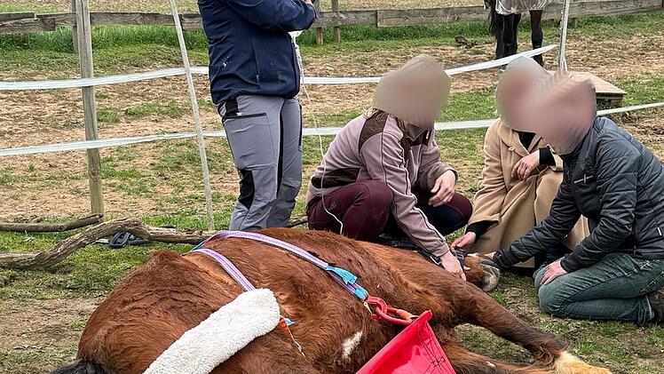 Nürnberger Land: Feuerwehr rettet Pferd aus Traktorreifen - "konnte sich nicht befreien"