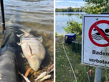 Kulmbacher Kiesw&auml;sch: Nach pl&ouml;tzlichem Fischsterben - so ist die aktuelle Lage