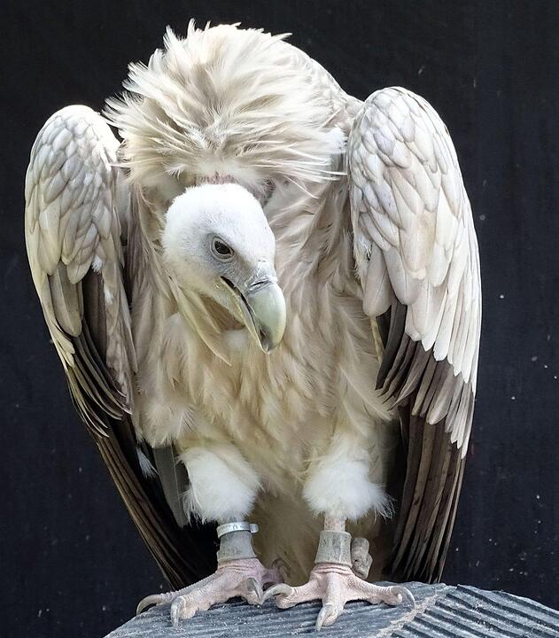 Ein Besuch im Wildtierpark Schloss Tambach. Danke an inFrankenPix-Nutzer herzolife!