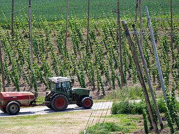 Hopfen