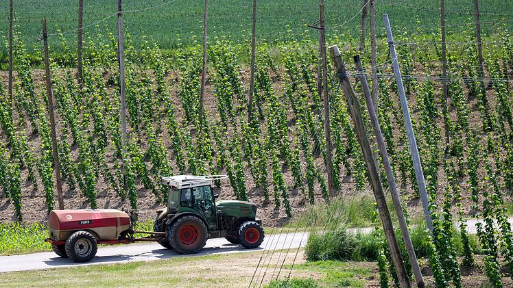 Hopfen