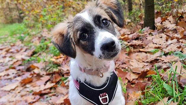 Tierheim N&uuml;rnberg: H&uuml;ndin Emma sucht ein Zuhause