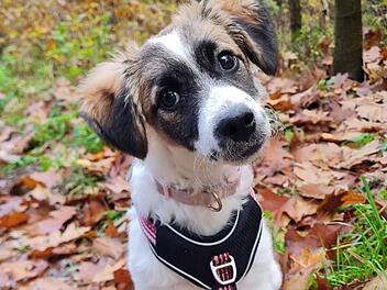 Tierheim Nürnberg: Hündin Emma sucht ein Zuhause