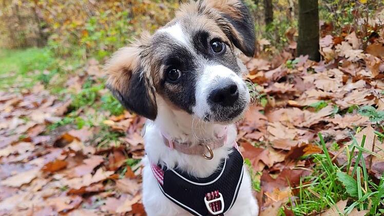 Tierheim Nürnberg: Hündin Emma sucht ein Zuhause