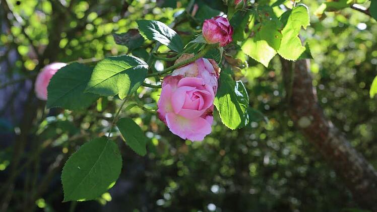 Impressionen aus Carmen Kunerts Gartenatelier in Thurnau. Foto: Barbara Herbst