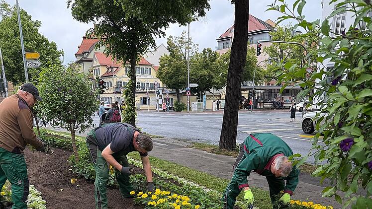 Bambergs Sommerblumen: Aktion sorgt f&uuml;r Farbenpracht in der Stadt