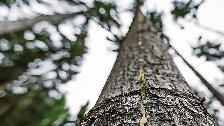 Die Spur aus Harz weist auf Borkenkäfer-Befall hin. Diese Abwehrreaktion kostet den Baum Flüssigkeit und Kraft. Fotos: Hendrik Steffens