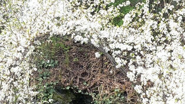 Die Mariengrotte wird von zahlreichen Schlehenstr&auml;uchern mit wei&szlig;er Bl&uuml;tenpracht umrahmt. Die Lourdes-Madonna wurde von zwei Privatfamilien aus Rothenkirchen gestiftet.  Foto: K.-H. Hofmann