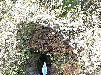 Die Mariengrotte wird von zahlreichen Schlehensträuchern mit weißer Blütenpracht umrahmt. Die Lourdes-Madonna wurde von zwei Privatfamilien aus Rothenkirchen gestiftet.  Foto: K.-H. Hofmann