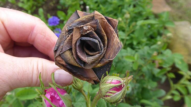 Rosenblüte aus Weidenrinde, nach dem Vorbild der Natur  Foto: privat