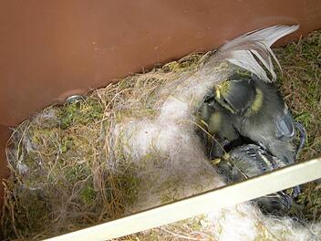 Friedlich kauern die jungen Blaumeisen in ihrem Nest im Briefkasten. Foto: Waltraud Enkert