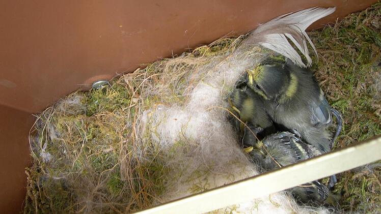 Friedlich kauern die jungen Blaumeisen in ihrem Nest im Briefkasten. Foto: Waltraud Enkert