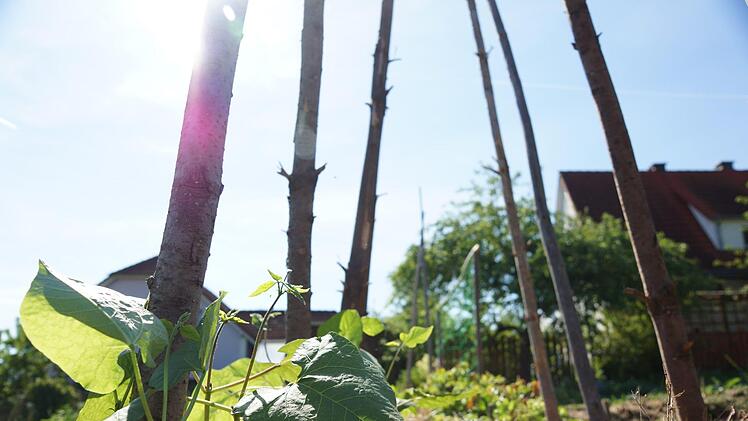 Die Bohnenpflanze hat noch Großes vor sich.Foto: Arkadius Guzy