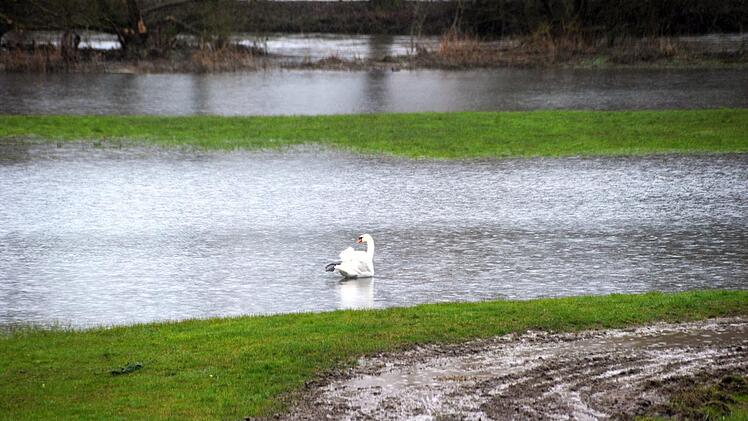 Beginnendes Hochwasser in den Auwiesen: Der Hochwassernachrichtendienst hat eine Warnung ausgegeben.  Foto: Siegfried Farkas
