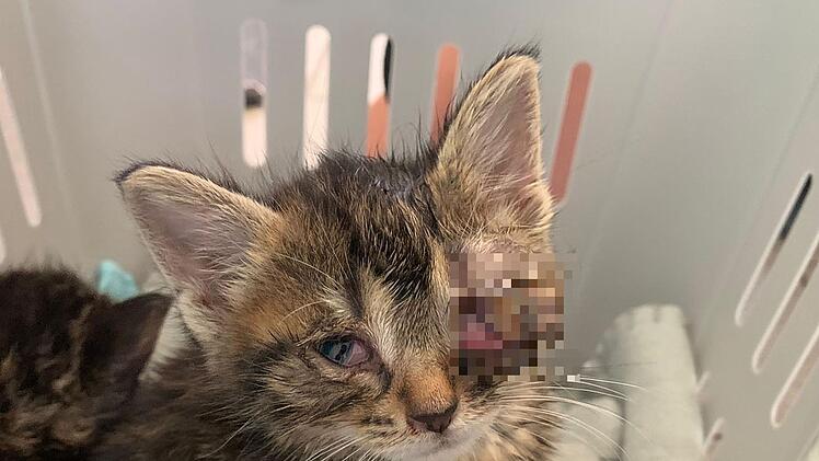 Tierheim Bamberg: "Horrorkätzchen" in schockierender Verfassung - "Hier haben mal wieder zu viele weggesehen"