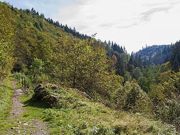 Der Frankenwald bietet unglaublich viele Trailstrecken. Nun macht sich Landtagsabgeordneter Jürgen Baumgärtner (CSU) für einen Nationalpark im Frankenwald stark. Foto: Archiv/Naturpark Frankenwald/M.Teuber