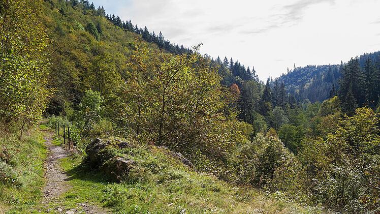 Der Frankenwald bietet unglaublich viele Trailstrecken. Nun macht sich Landtagsabgeordneter Jürgen Baumgärtner (CSU) für einen Nationalpark im Frankenwald stark. Foto: Archiv/Naturpark Frankenwald/M.Teuber