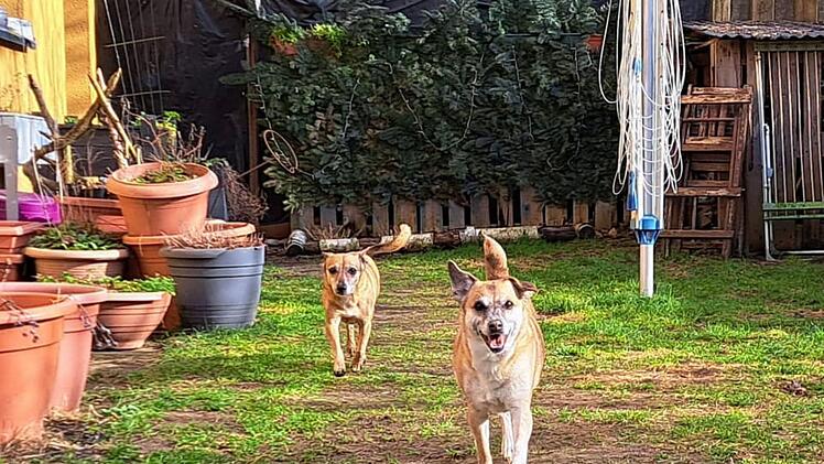 Tierheim Nürnberg mit emotionalem Aufruf: Hunde "Fee und Emily haben ihr Zuhause verloren"