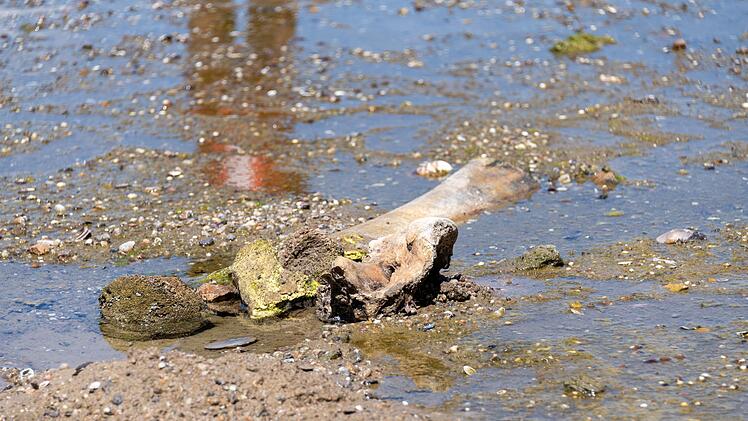 Mammutknochen an der Donau in Bulgarien