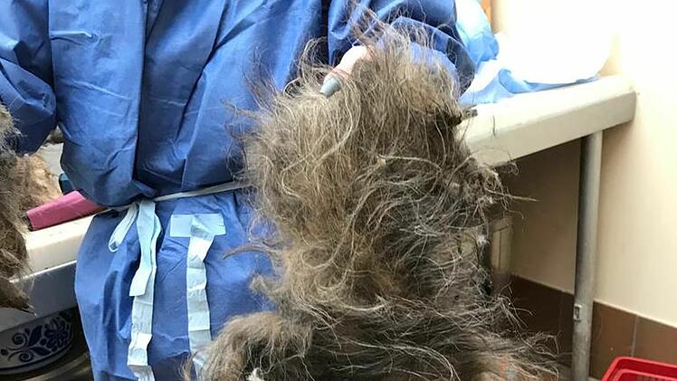 Tierheim Hof: Tierschützer befreien völlig verwahrloste Hunde aus Messiewohnung