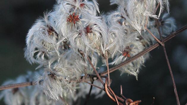Die Fruchtstände der Waldrebe im Winter. Foto: Jupp Schröder