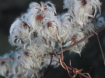 Die Fruchtstände der Waldrebe im Winter. Foto: Jupp Schröder