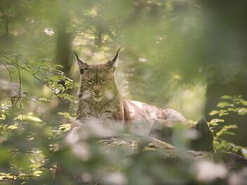 Der Luchs polarisiert,  dies kam bei der  Informationsveranstaltung des Bundes Naturschutz zur Sprache. Foto: Ingo Queck