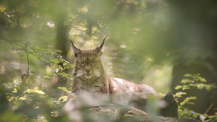 Der Luchs polarisiert,  dies kam bei der  Informationsveranstaltung des Bundes Naturschutz zur Sprache. Foto: Ingo Queck