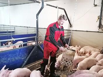 Stefan Scheler inmitten seiner Schweine, mit denen er zurzeit kaum noch Geld verdienen kann. Foto: BBV