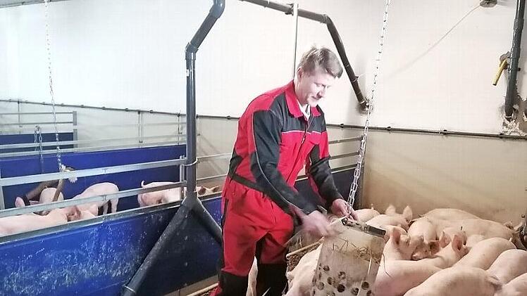 Stefan Scheler inmitten seiner Schweine, mit denen er zurzeit kaum noch Geld verdienen kann. Foto: BBV