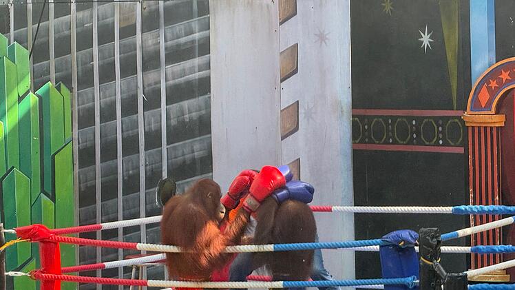 Orang-Utans als Touristenattraktion in Thailand