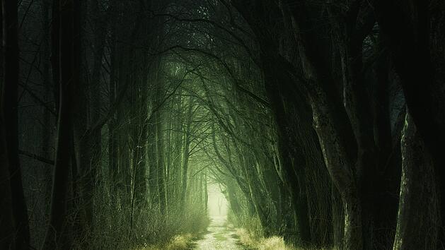 Um den Steigerwald ranken sich viele gruselige Sagen und Legenden