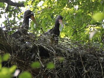 Ein Horst mit jungen Schwarzstörchen in der Rhön Foto: Archiv/Ulrike Müller