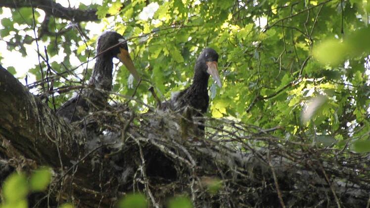 Ein Horst mit jungen Schwarzstörchen in der Rhön Foto: Archiv/Ulrike Müller