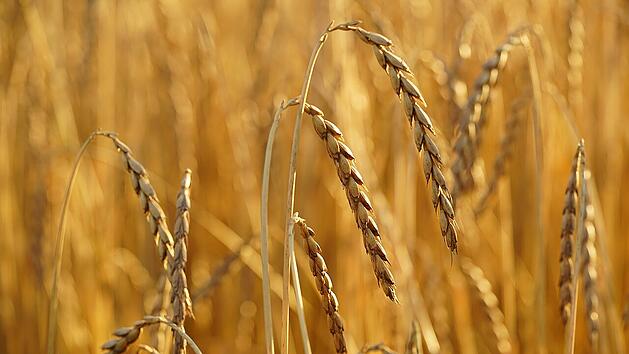 Dinkel gilt als gesünder als Weizen. Wird er zwei bis drei Wochen vor der Reife geerntet, wird er als Grünkern bezeichnet.