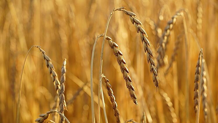 Dinkel gilt als gesünder als Weizen. Wird er zwei bis drei Wochen vor der Reife geerntet, wird er als Grünkern bezeichnet.