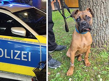 Tierheim N&uuml;rnberg mit bewegendem Post: Polizei rettet Hund aus Keller