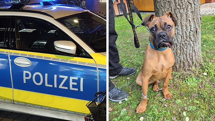 Tierheim N&uuml;rnberg mit bewegendem Post: Polizei rettet Hund aus Keller