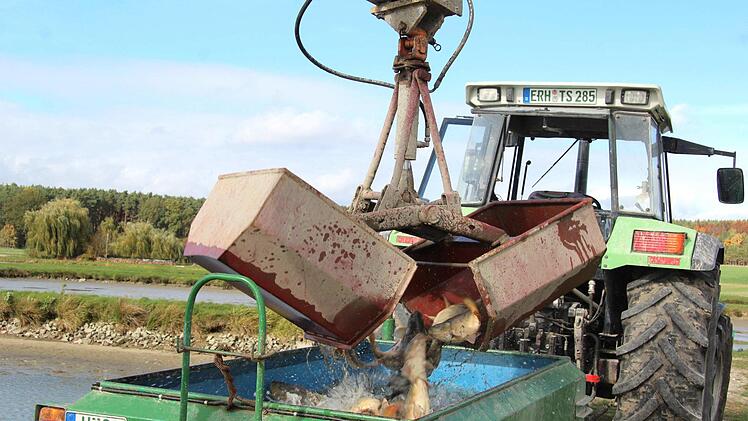 Impressionen vom Abfischen  Richard Sänger