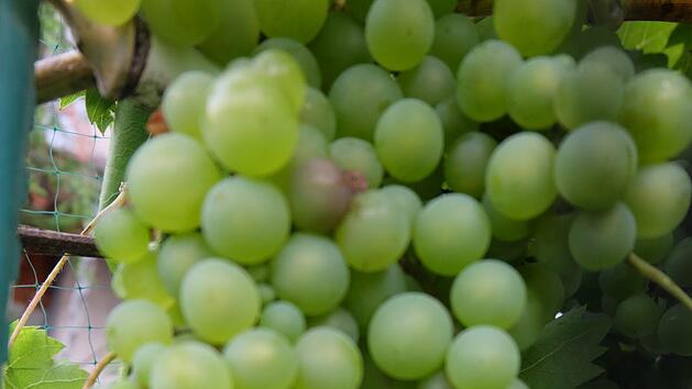 Bis mindestens 1809 gab in Thundorf  noch Weinbau. Foto: Philipp Bauernschubert