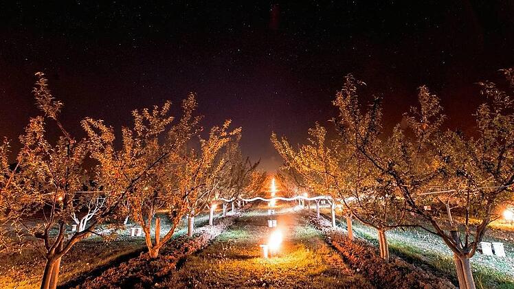 Kerzen gegen Frostsch&auml;den bei Bl&uuml;ten