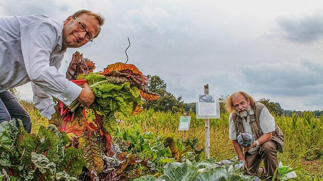 &Uuml;ppig und gesund: Oliver Kunkel (links) und Thomas Heller ernten auf dem gemeinsamen Gem&uuml;sefeld bei Horhausen Mangold und Rotkohl. Foto: Teresa Hirschberg